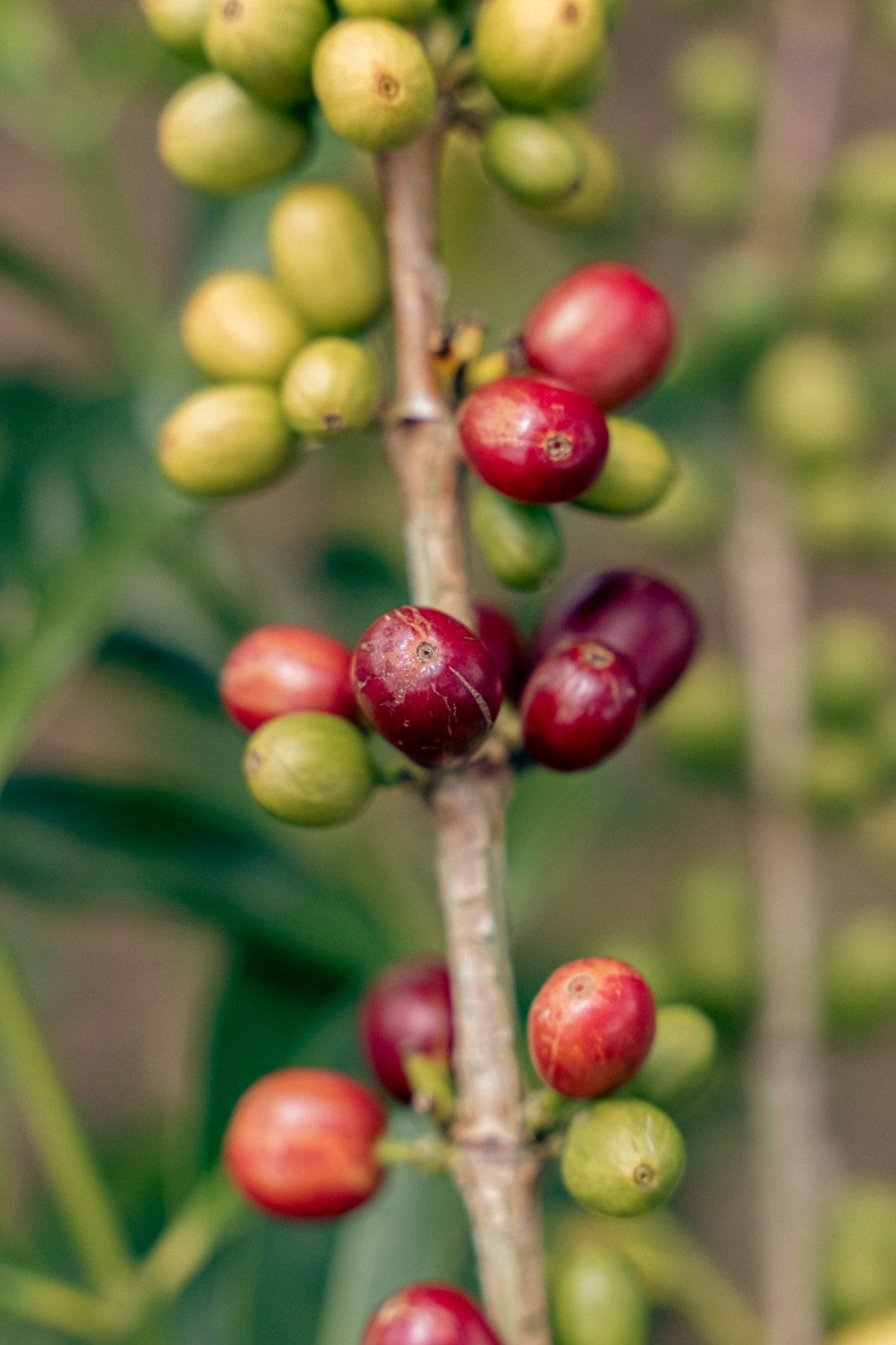Colombia | Villa Betulia | Luis Anibal Calderon | Gesha Natural