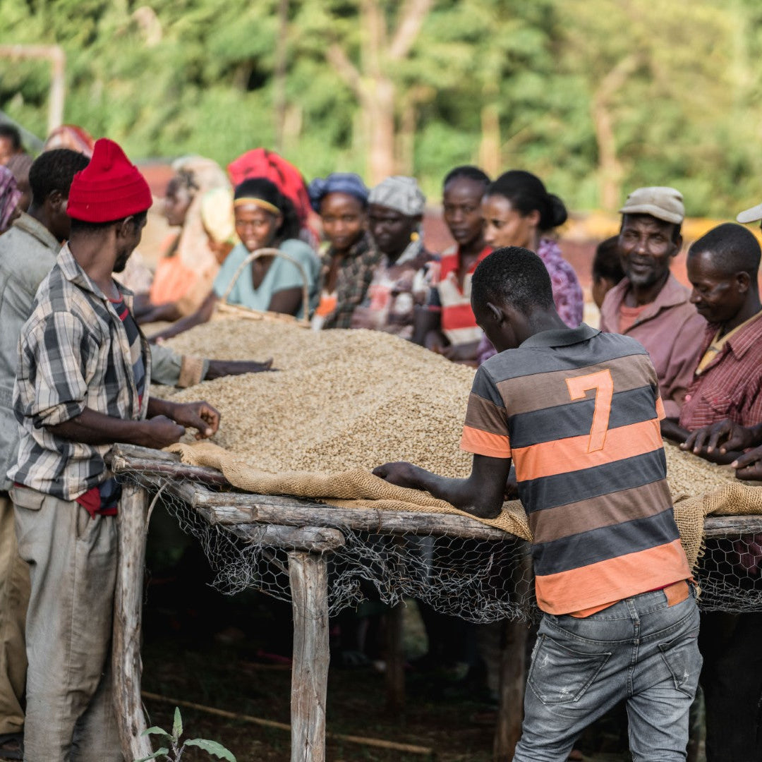 Ethiopia | Chelchele | Heirloom Washed Grade 1