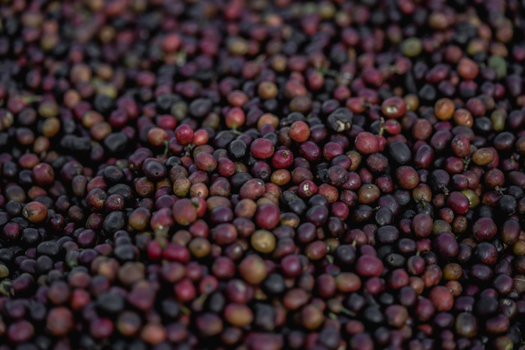 Ethiopia | Chelchele | Heirloom Washed Grade 1