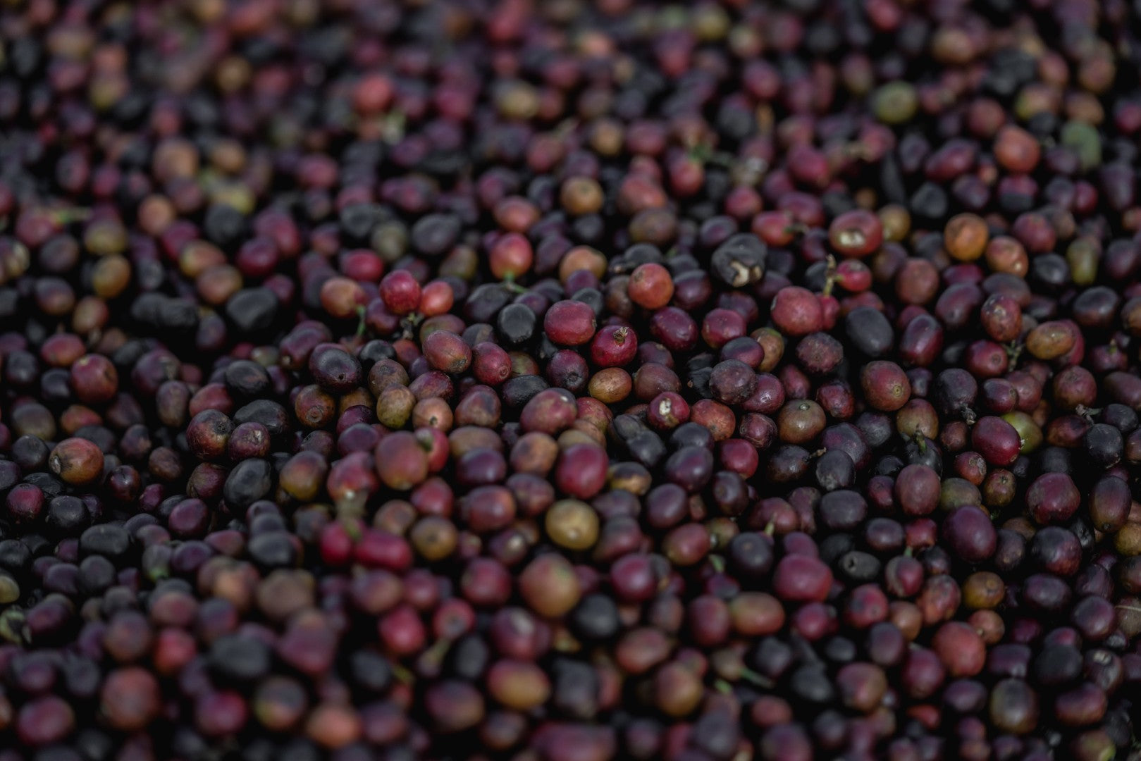 Ethiopia | Chelchele | Heirloom Washed Grade 1