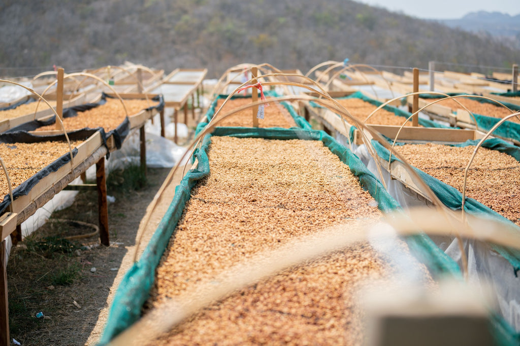 Peru | Finca El Palto | David Ojeda | Gesha Washed | Signature Series