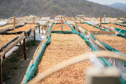 Peru | Finca El Palto | David Ojeda | Gesha Washed | Signature Series
