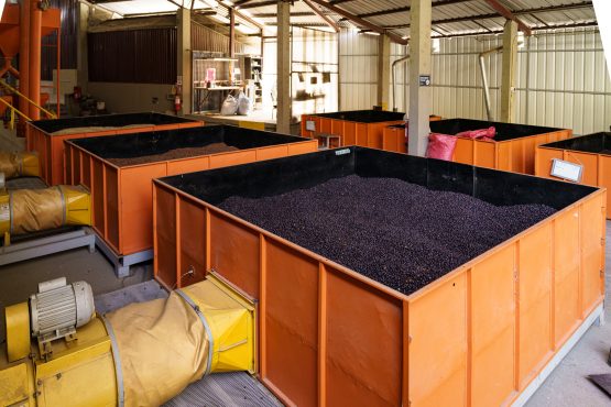 Bolivia | El Fuerte | Los Rodriguez | Java Coco Natural