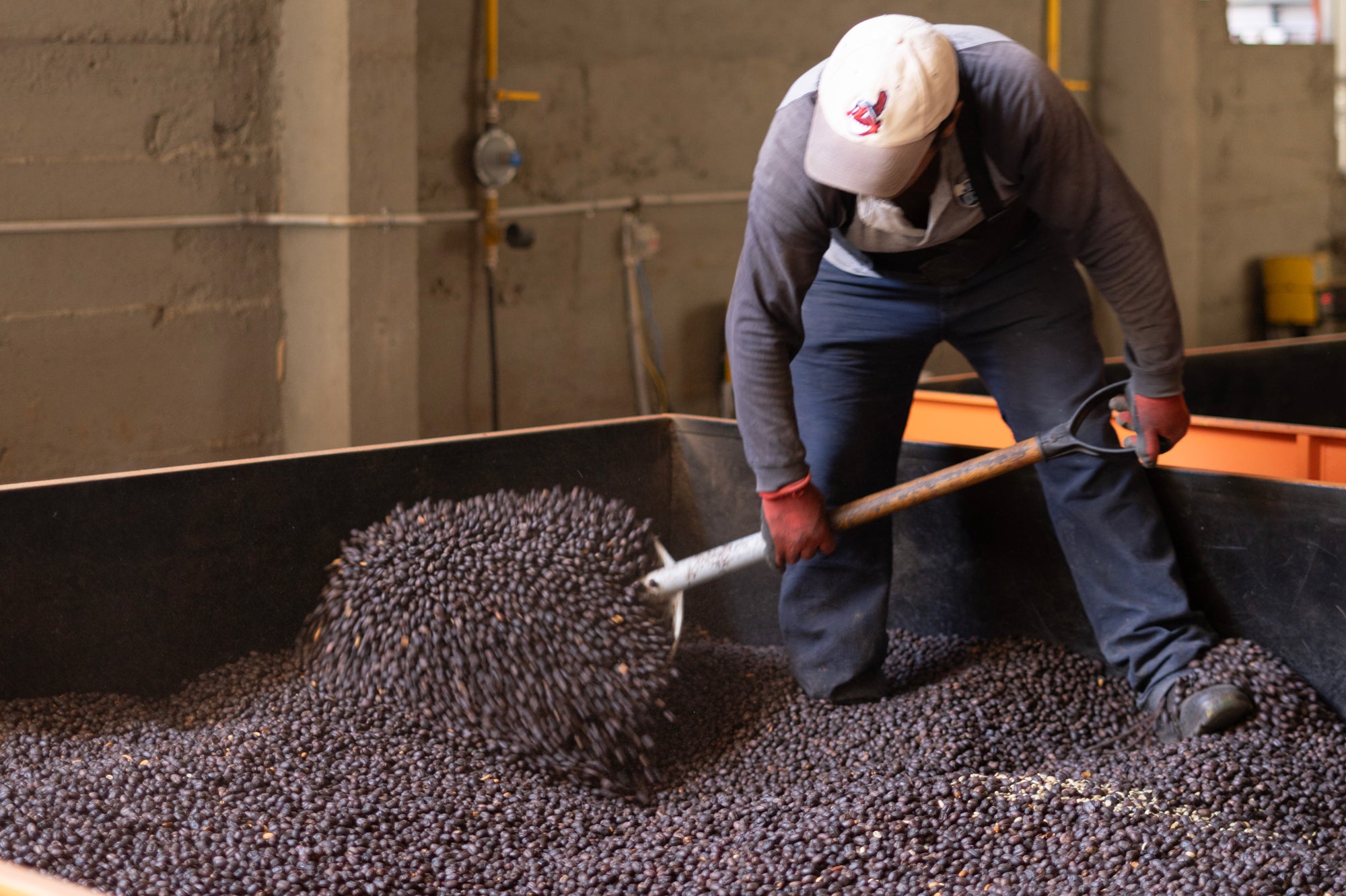 Bolivia | El Fuerte | Los Rodriguez | Java Coco Natural