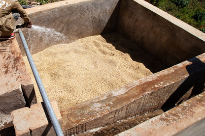 Ethiopia | Jigesa | Kurume & Wolisho Washed