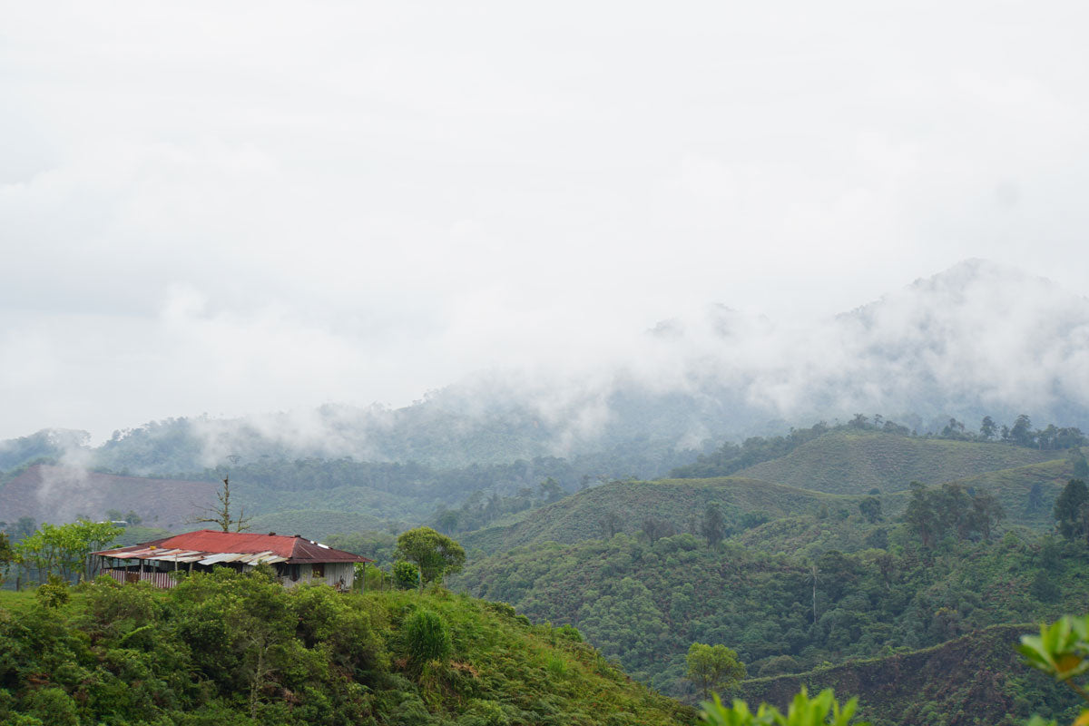 Colombia | El Diamante | Neftali Castro | Pink Bourbon Washed