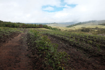 DSCF3133.jpg