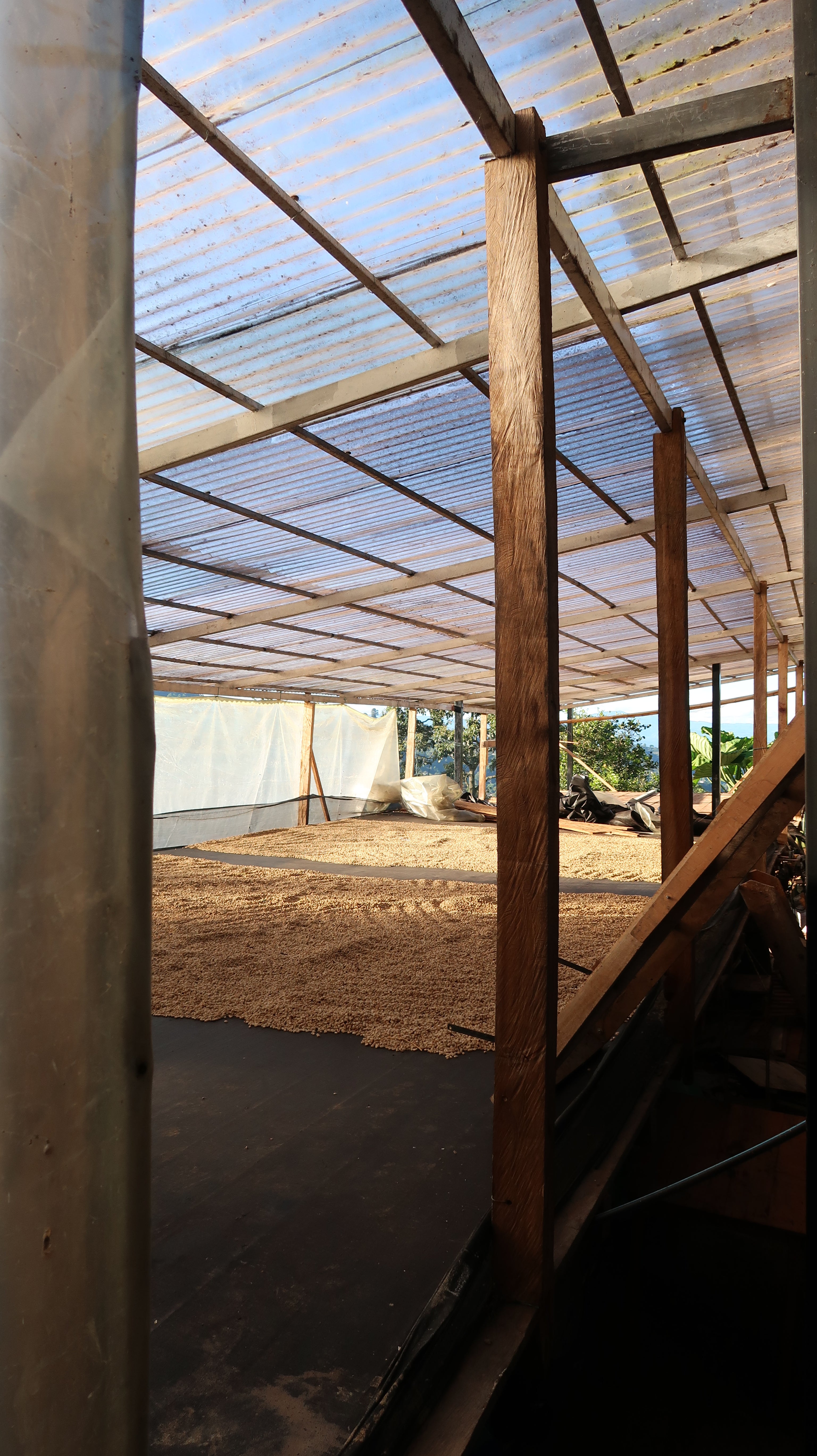 Colombia | El Diviso | Adrian Lasso | Sidra Bourbon (Hydrohoney Duo Cherry Velvet) | Signature Series