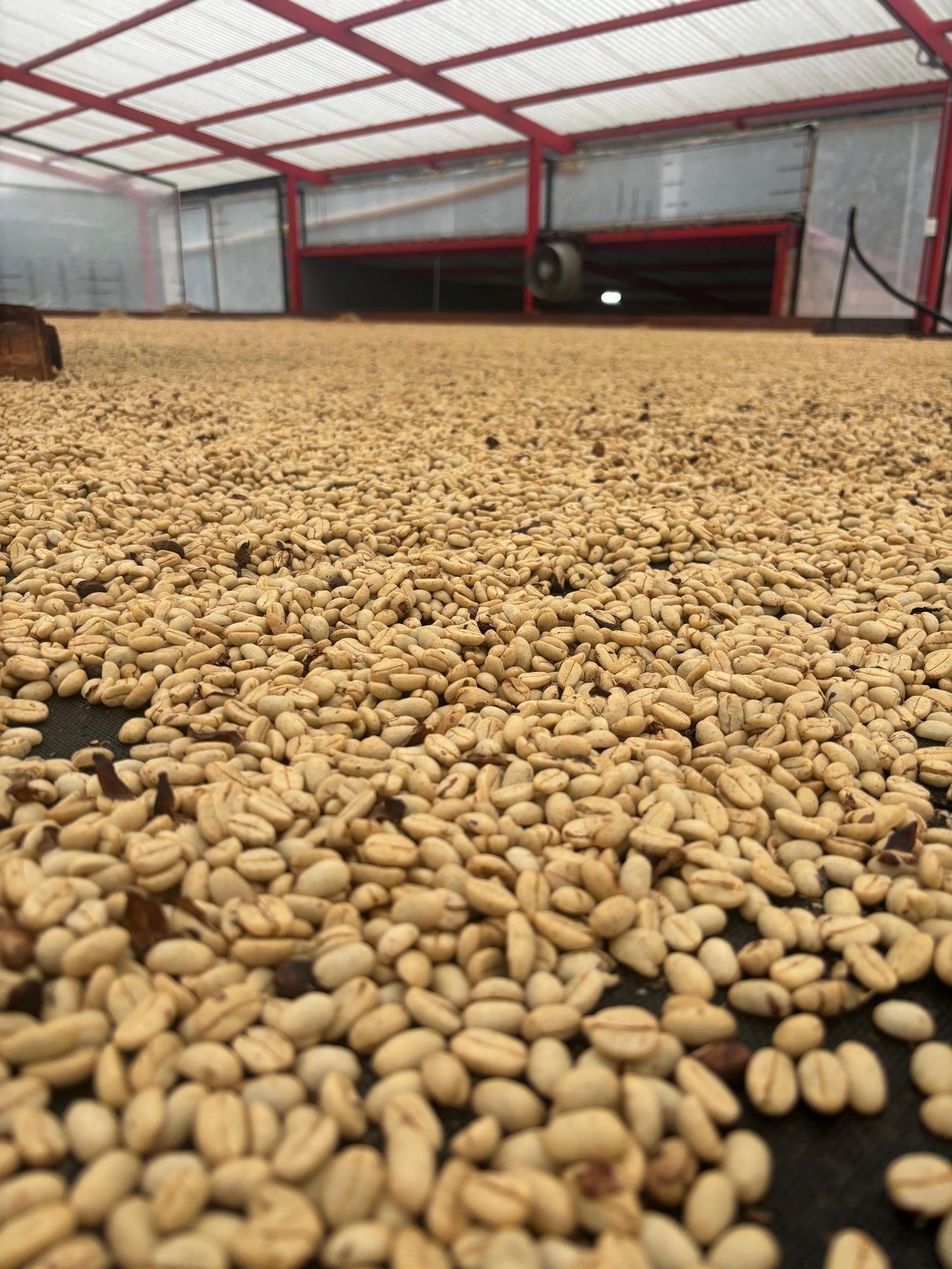 Colombia | Las Flores | Jhoan Vergara | Java Fruit Forward Berry Ensemble Natural | Signature Series