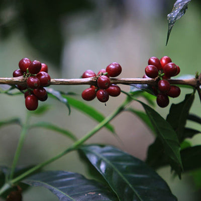 ETHIOPIA_Sidamo_Guji_Natural_Grade_3_44691880-120e-4172-9975-e8dd9bf82c48.jpg