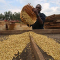 ETHIOPIA_washed_Grade_1.jpg