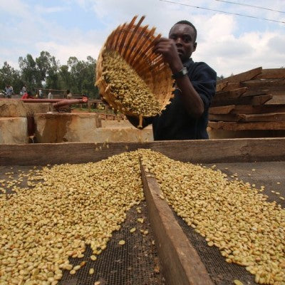 ETHIOPIA_washed_Grade_1.jpg
