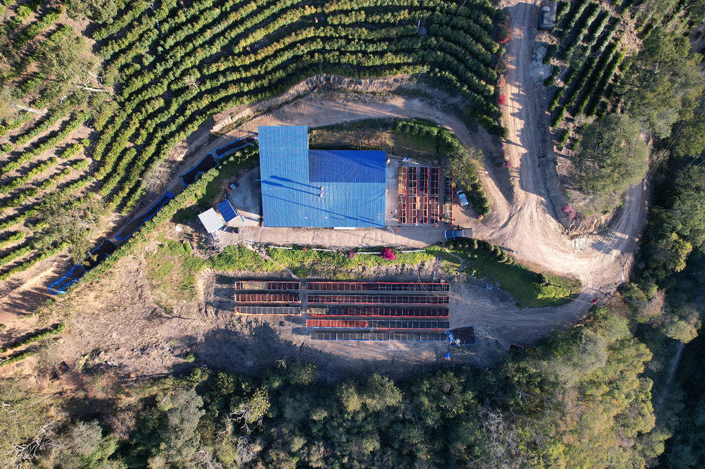 Bolivia | El Fuerte | Los Rodriguez | Java Coco Natural