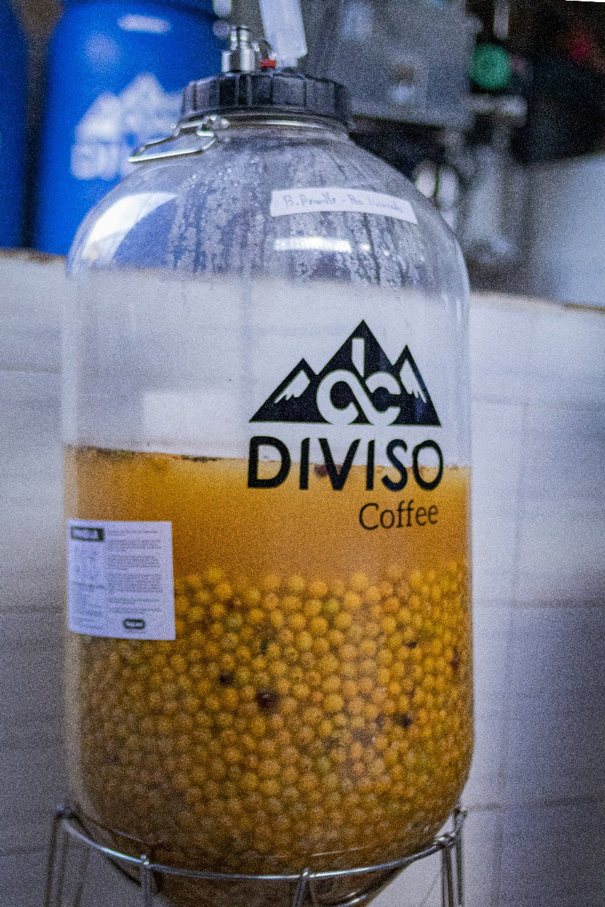 Colombia | El Diviso | Adrian Lasso | Sidra Bourbon (Hydrohoney Duo Cherry Velvet) | Signature Series