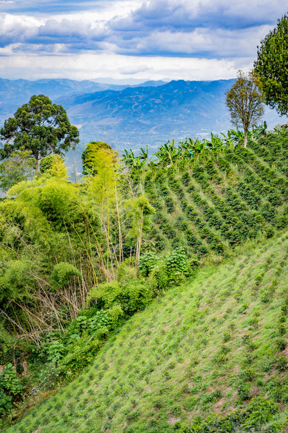 Colombia | El Diviso | Adrian Lasso | Sidra Bourbon Duo Cherry Velvet | Signature Series