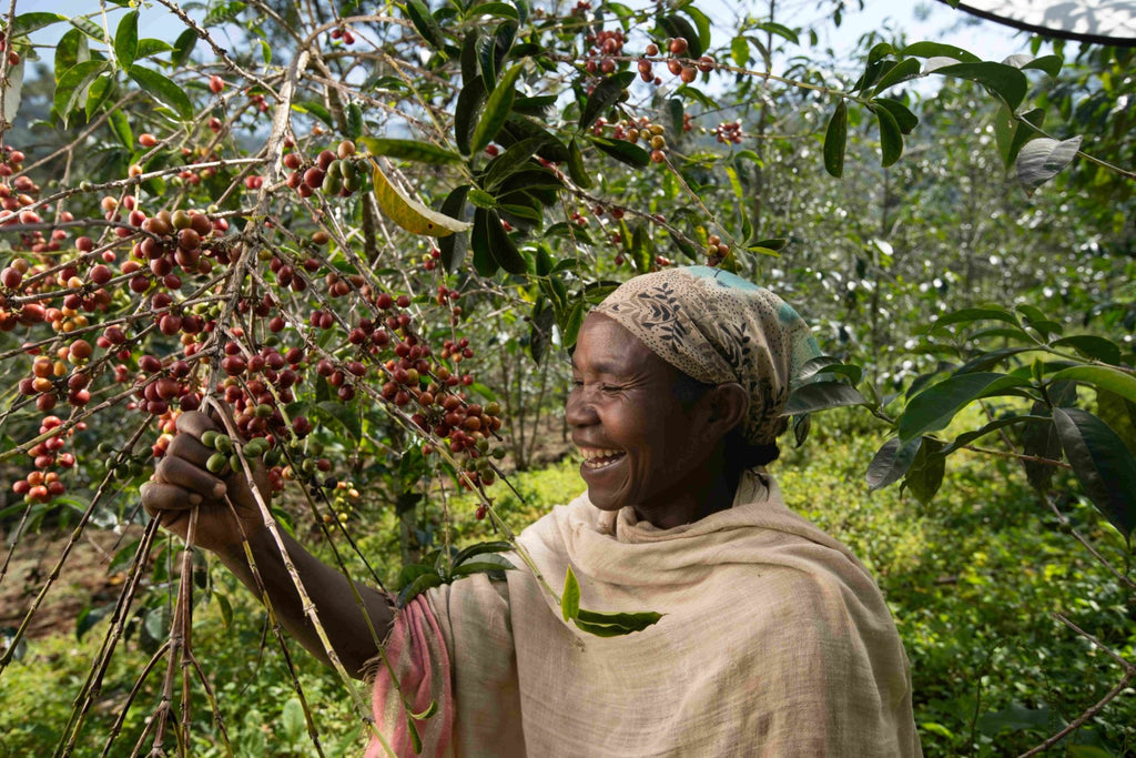 Ethiopia | Yirgacheffe Nigist Girmachew | JARC / Local Landraces Natural Grade 1