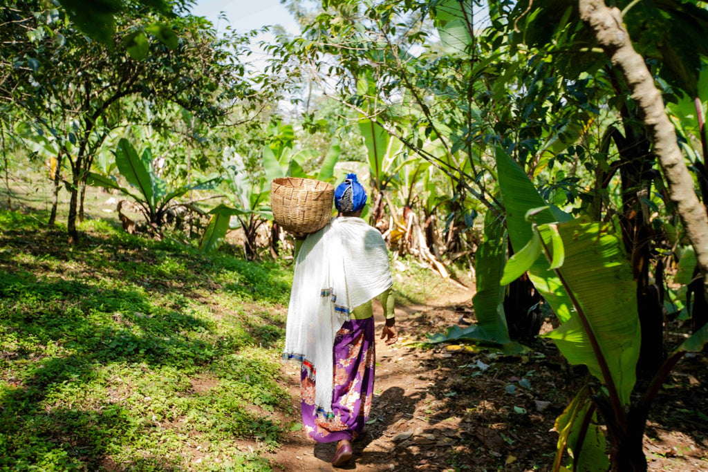 Ethiopia | Yirgacheffe Nigist Girmachew | JARC / Local Landraces Natural Grade 1