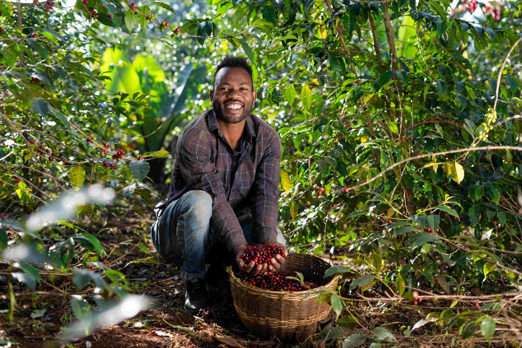 Ethiopia | Yirgacheffe Nigist Girmachew | JARC / Local Landraces Natural Grade 1