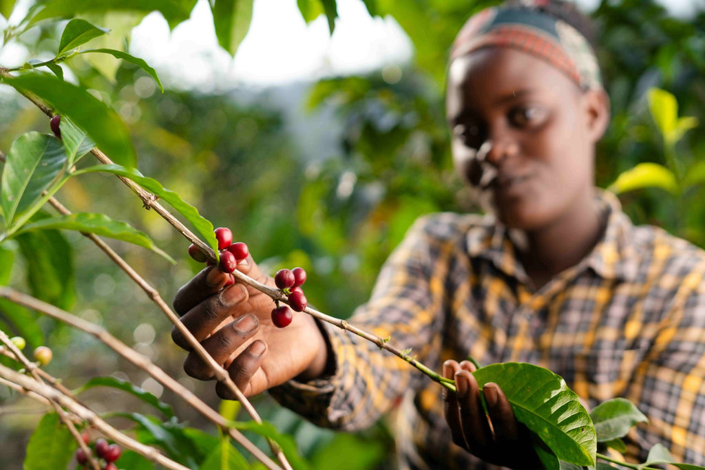 Ethiopia | Yirgacheffe Nigist Girmachew | JARC / Local Landraces Natural Grade 1