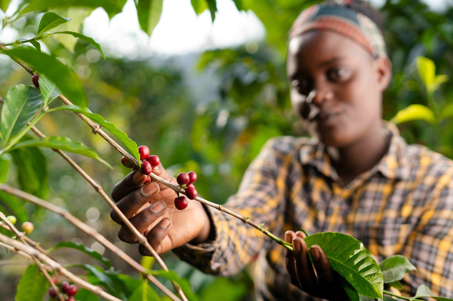 Ethiopia | Nigist Girmachew | JARC / Local Landraces Natural Grade 1