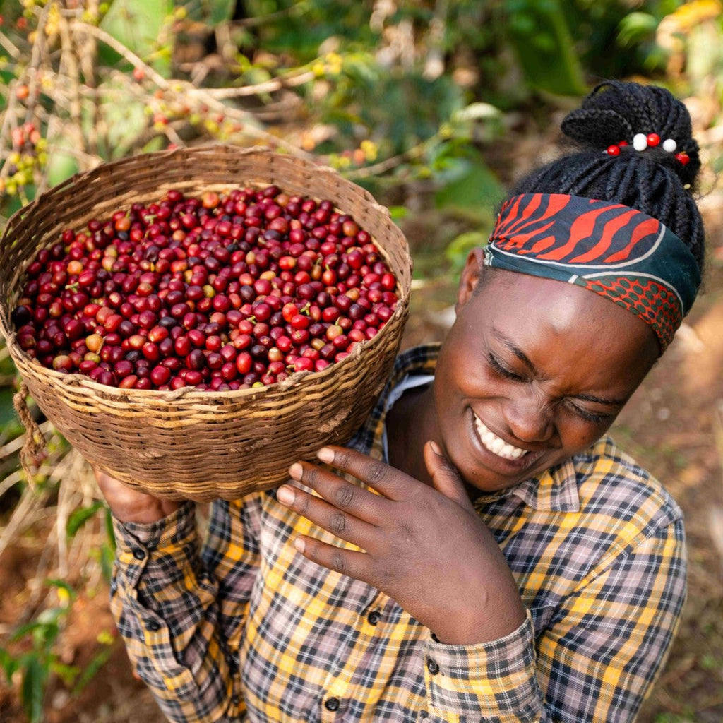 Ethiopia | Yirgacheffe Nigist Girmachew | JARC / Local Landraces Natural Grade 1