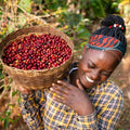 Ethiopia | Yirgacheffe Nigist Girmachew | JARC / Local Landraces Natural Grade 1