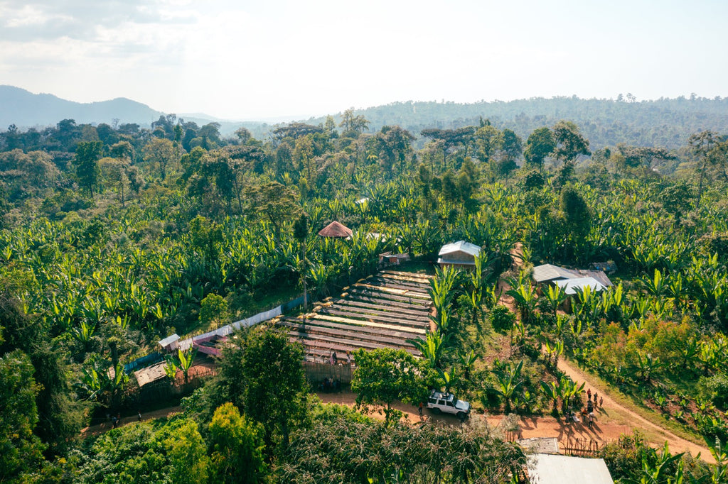 Ethiopia | Yirgacheffe Nigist Girmachew | JARC / Local Landraces Natural Grade 1