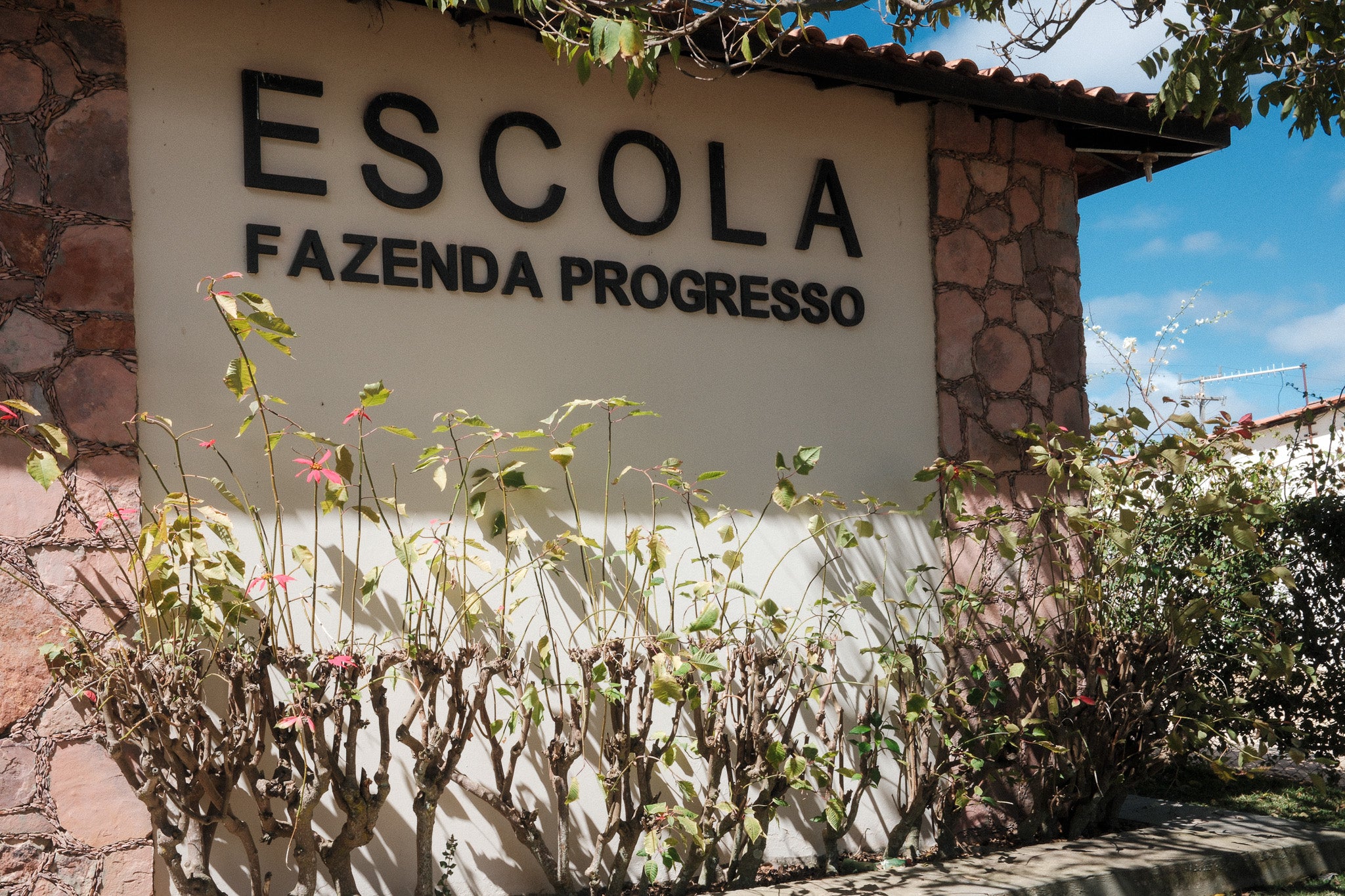 Brazil | Fazenda Progresso | Catuaí / Topazio Natural