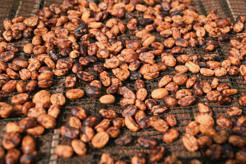 Ethiopia | Yirgacheffee Danche | Heirloom Red Honey G1
