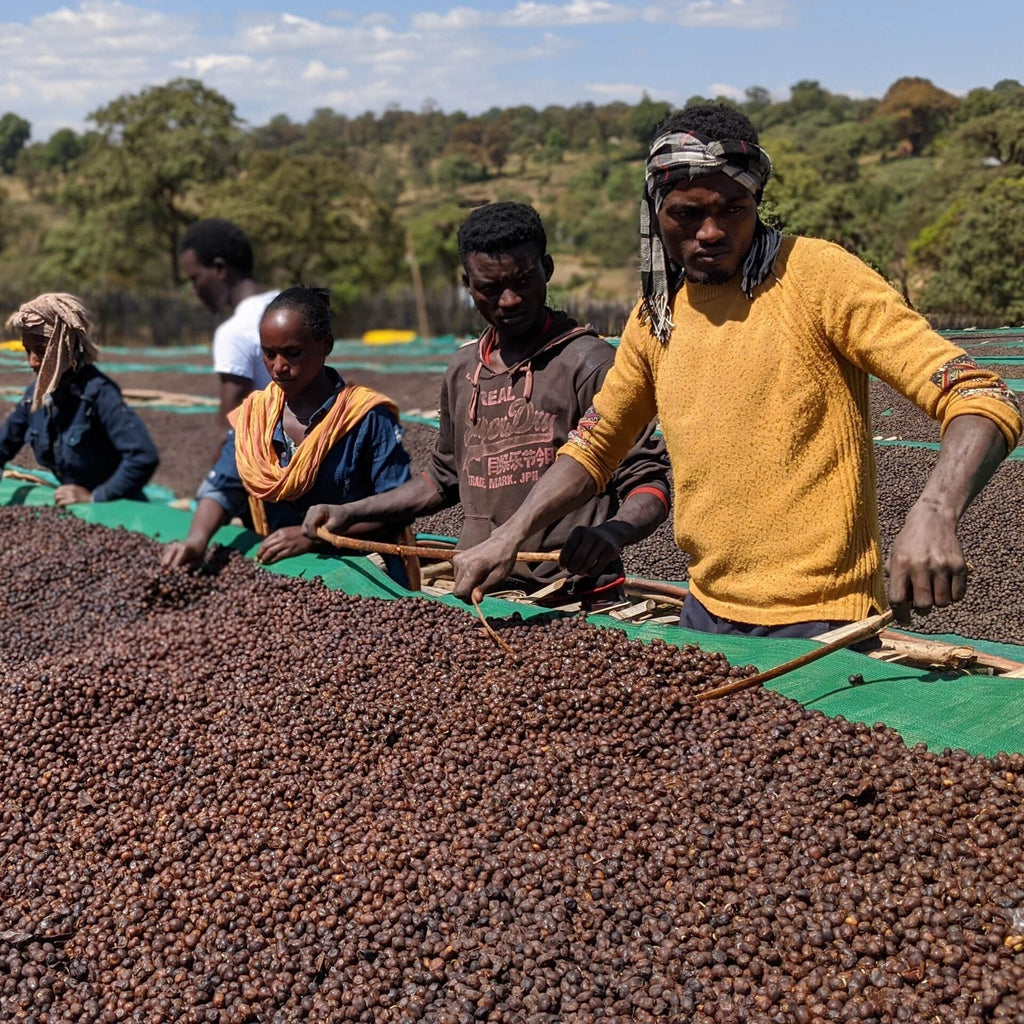 Ethiopia | Sidamo Mewa | Heirloom Natural Grade 1