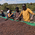 Ethiopia | Sidamo Mewa | Heirloom Natural Grade 1