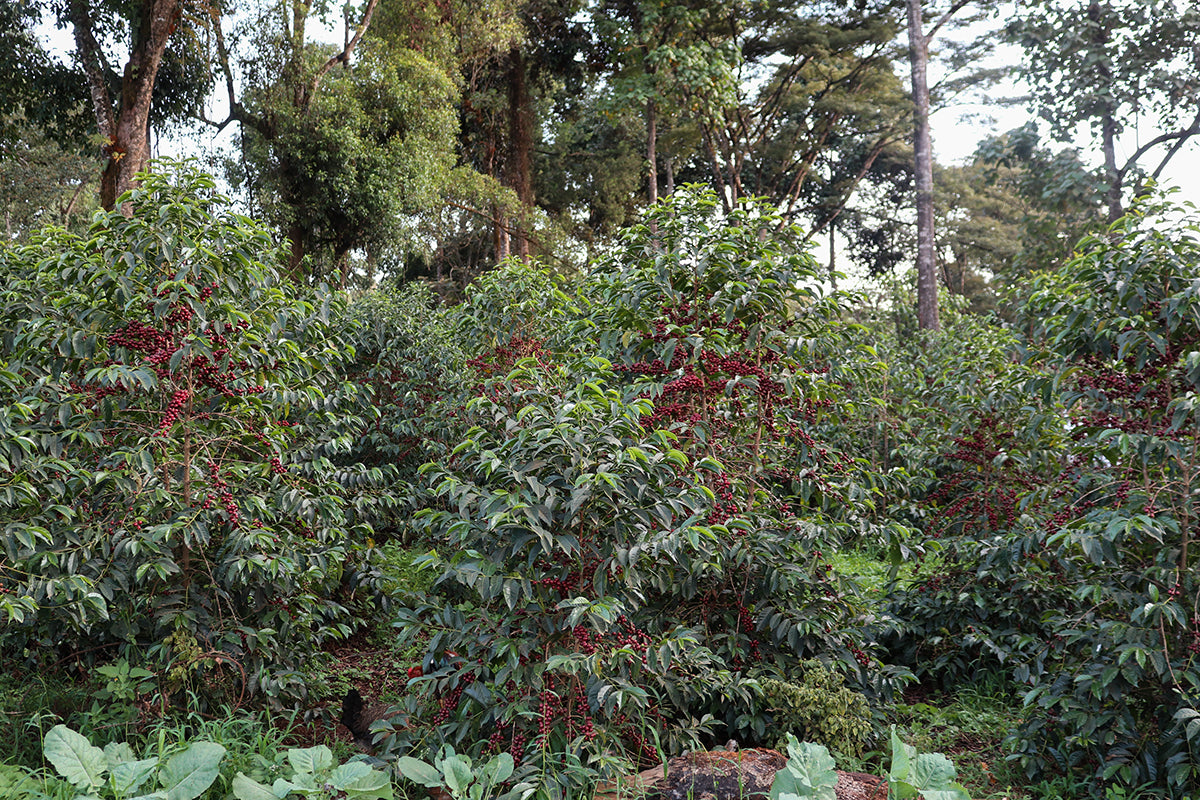 Ethiopia | Guji, Shakisso | Kurume & Wolisho Washed