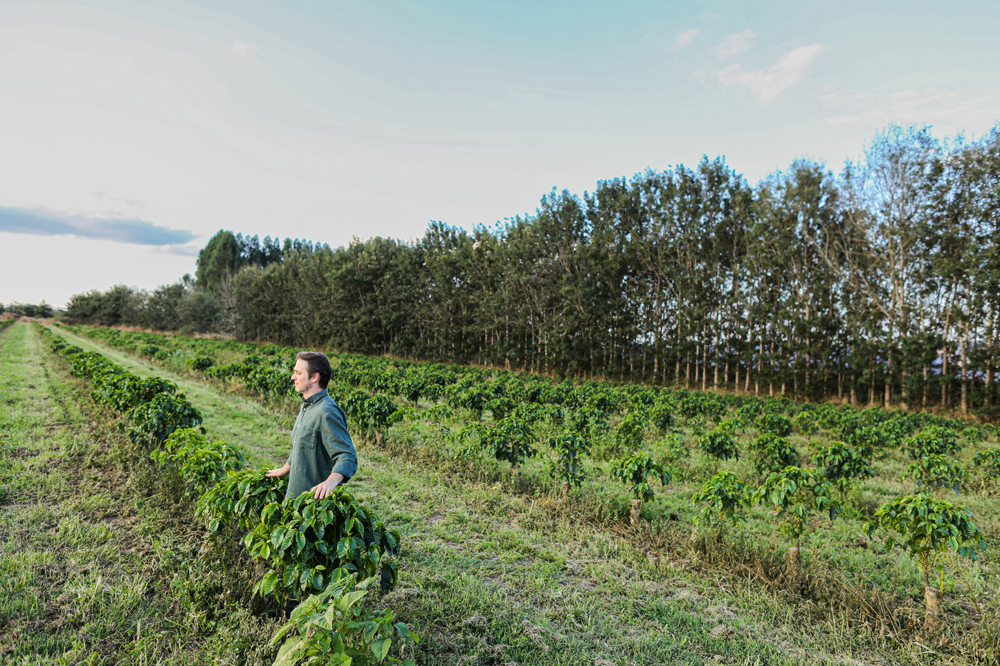 Brazil | Fazenda Progresso | Catuaí / Topazio Natural