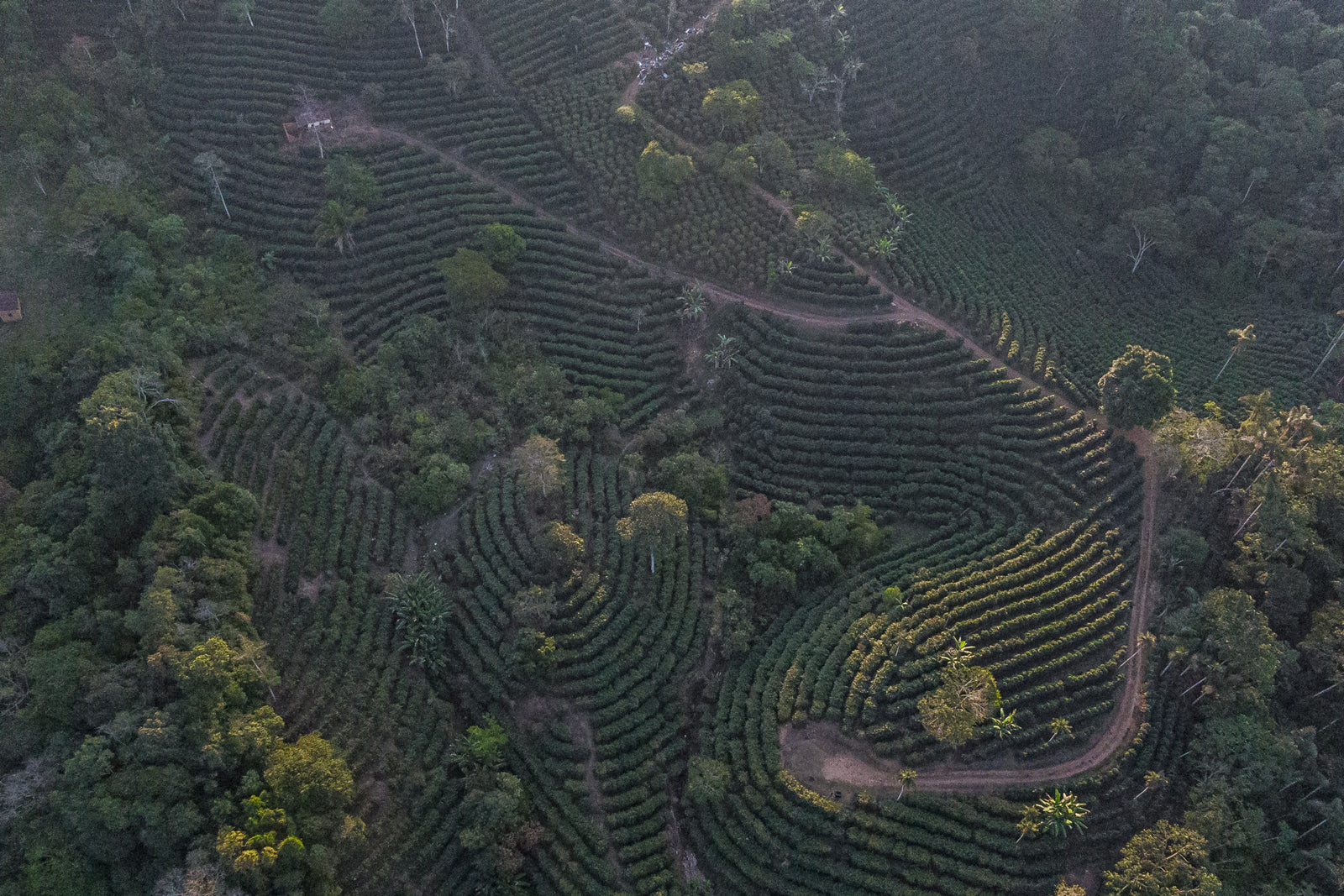 Bolivia | Las Alasitas | Gesha Coco Natural | Signature Series