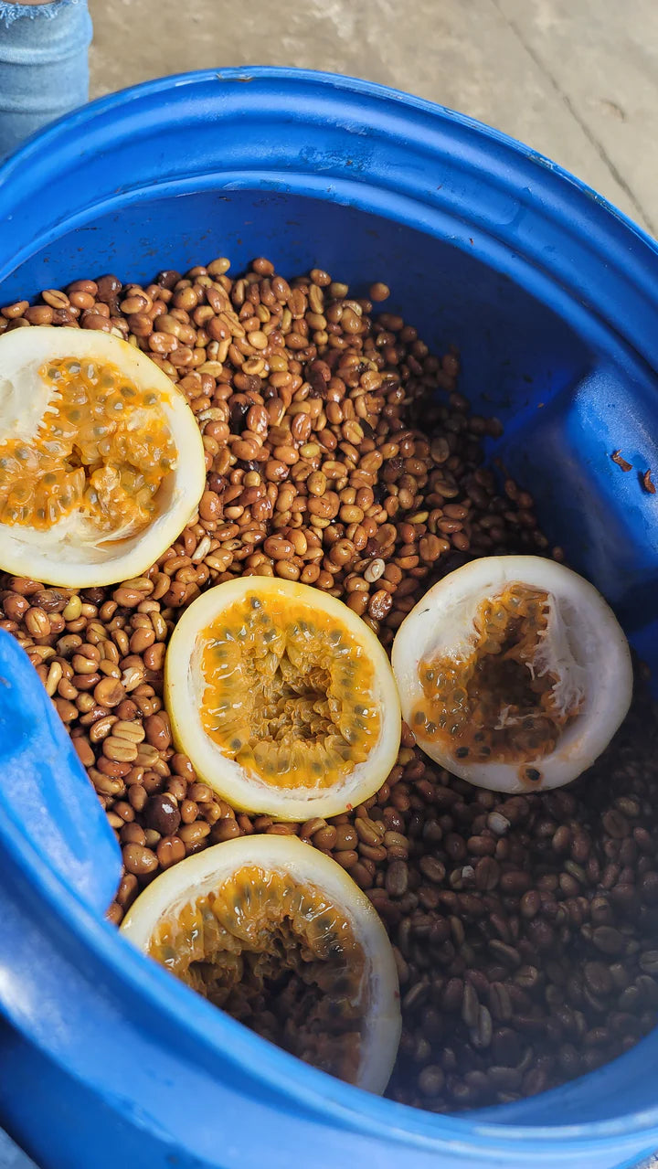 Colombia | Santa Monica | Jairo Arcila | Castillo Honey Passionfruit