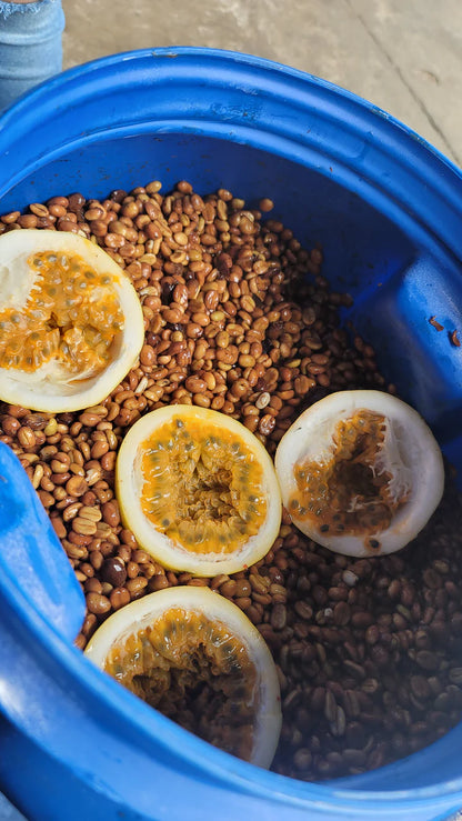 Colombia | Santa Monica | Jairo Arcila | Castillo Honey Passionfruit