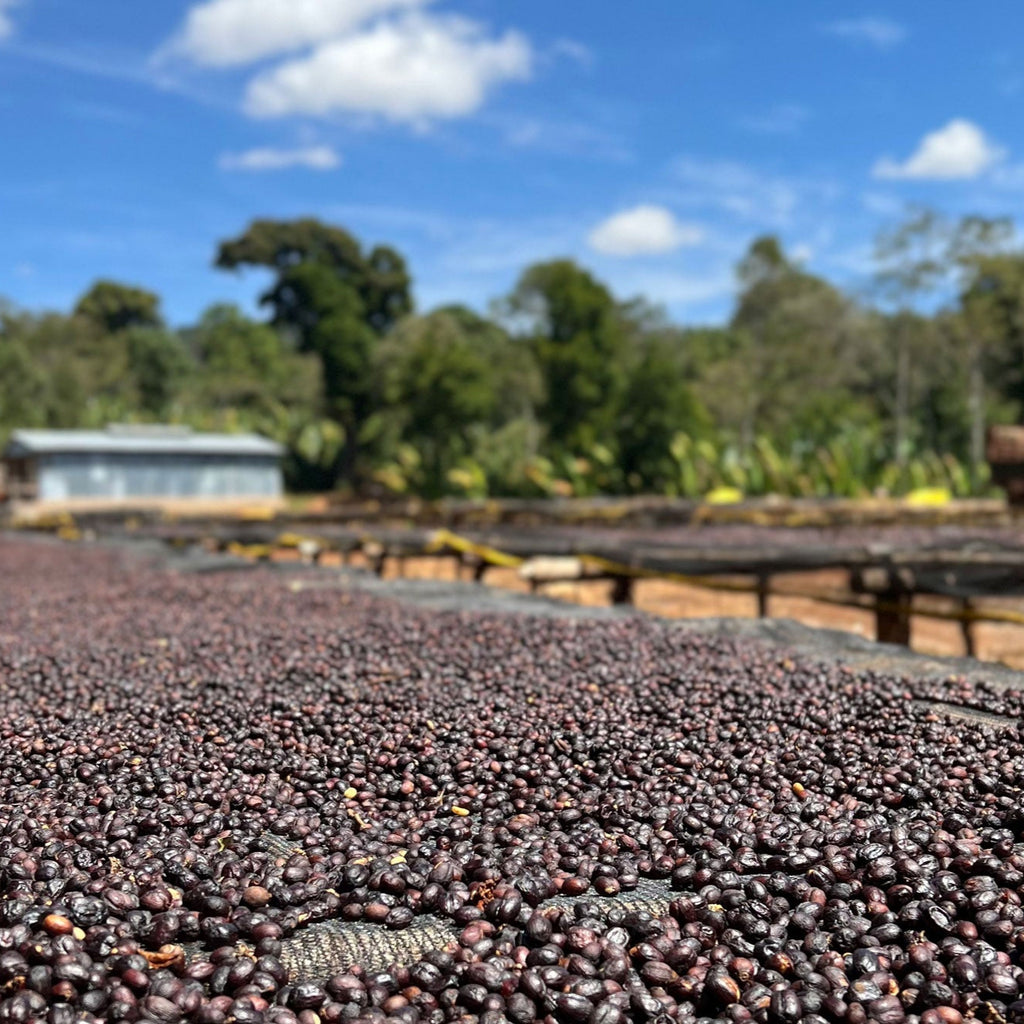 Ethiopia | Banko Gotiti | Kurume & Wolisho Natural
