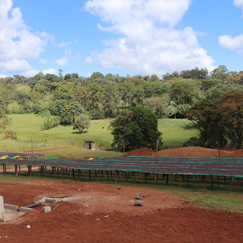 Raised drying beds at the Buku washing station, Hambela Wamena, West Guji