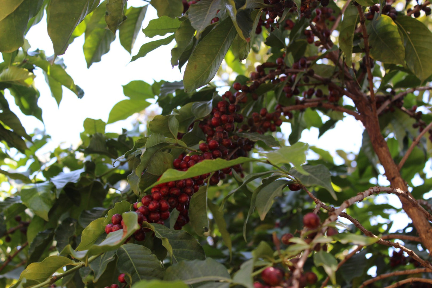 Ethiopia | Nigist Girmachew | JARC / Local Landraces Natural Grade 1