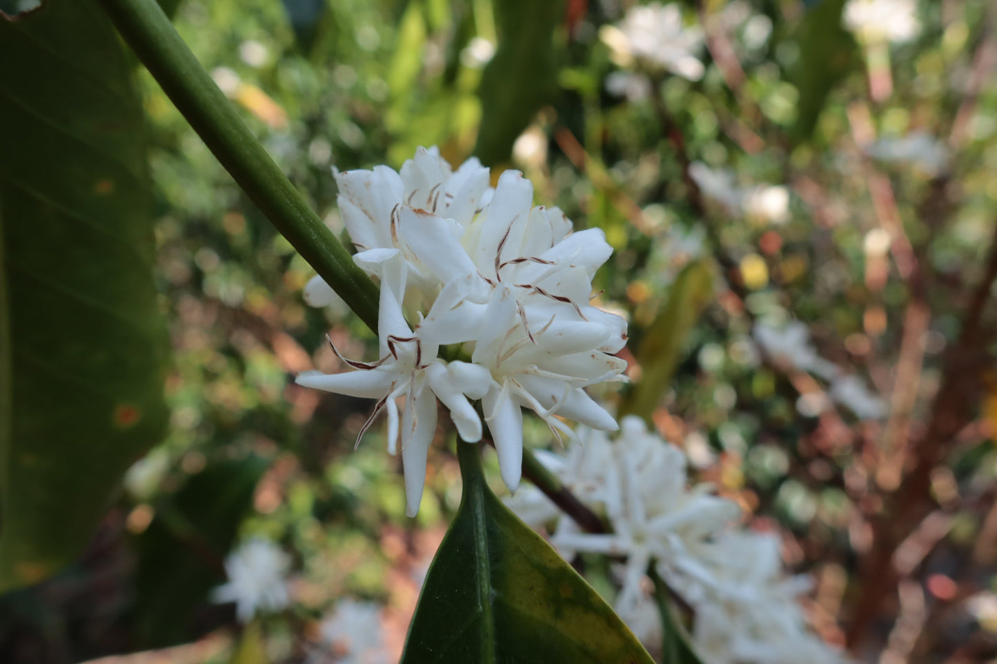 Peru | El Cacao | María Magdalena Yaxahuanca | Geisha Washed Organic