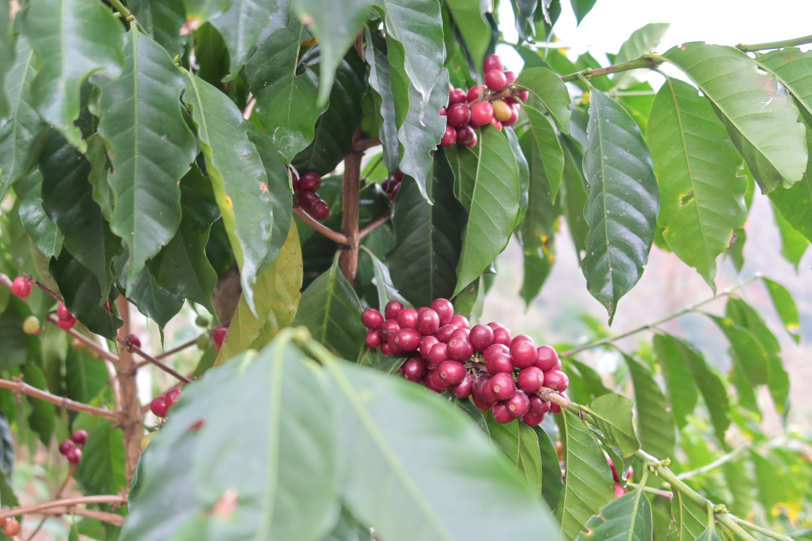 Peru | El Cacao | María Magdalena Yaxahuanca | Gesha Washed Organic