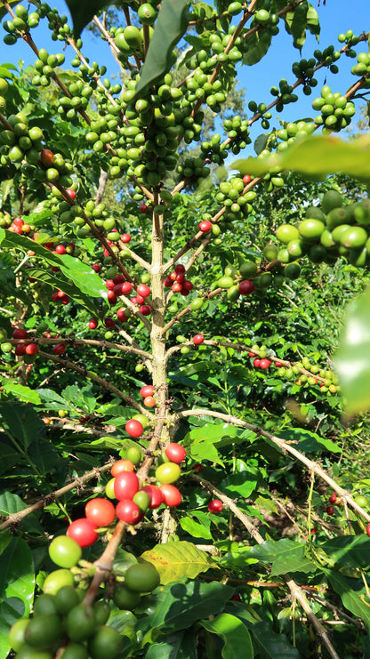 Colombia | El Diviso | Nestor Lasso | Aji Bourbon Tropical Fruit Forward Lush Natural | Signature Series