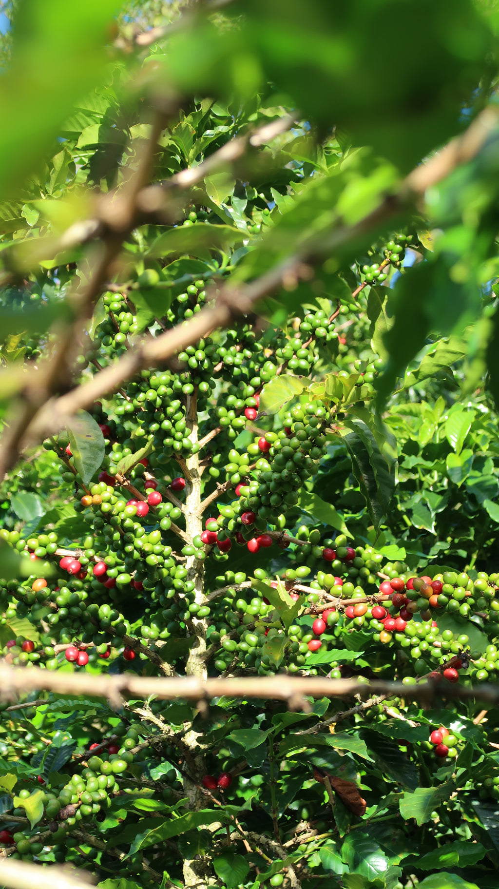 Colombia | El Diviso | Nestor Lasso | Ombligon Natural (Floral Symphony) | Signature Series