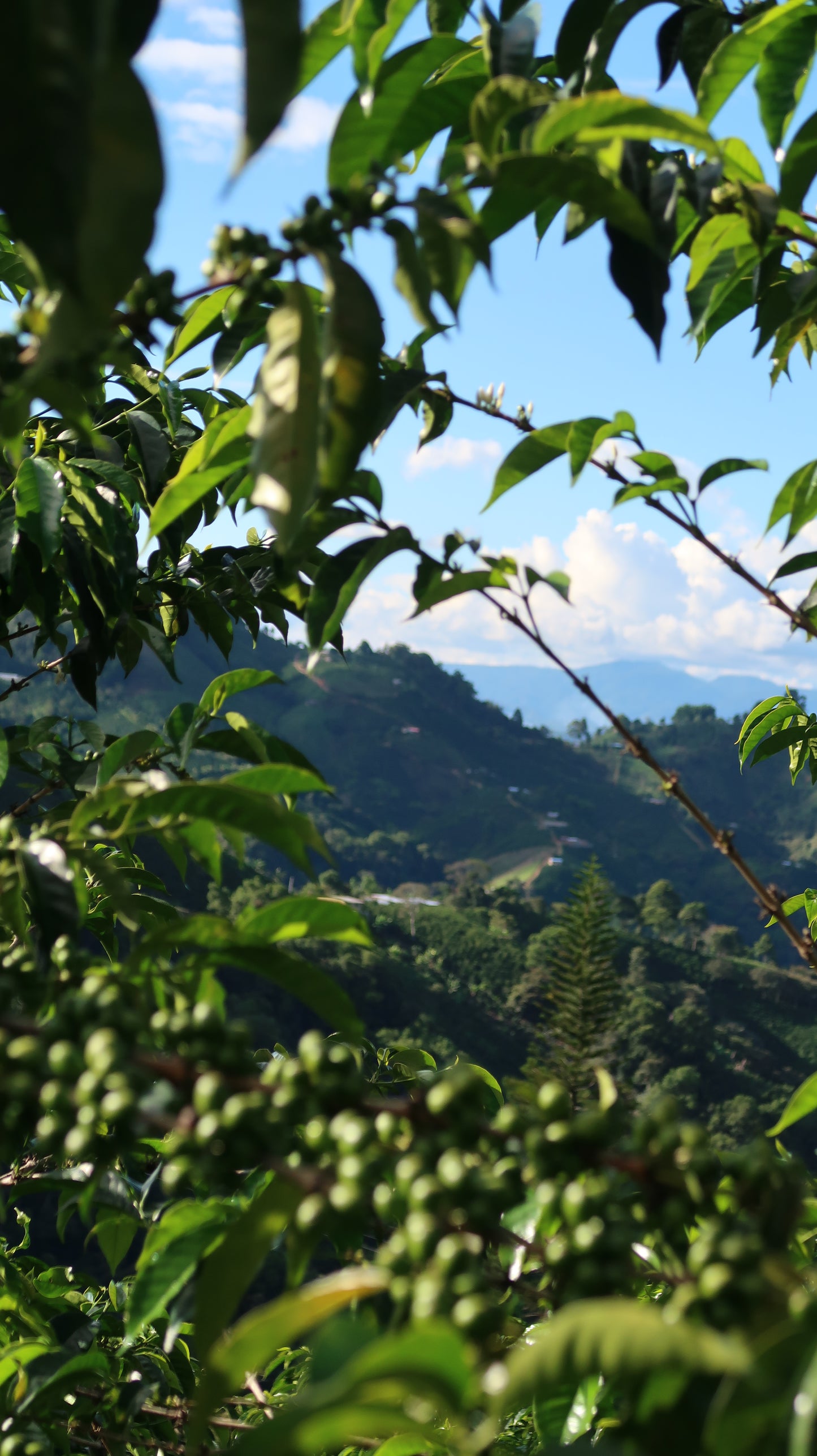 Colombia | El Diviso | Nestor Lasso | Aji Bourbon Tropical Fruit Forward Lush Natural | Signature Series