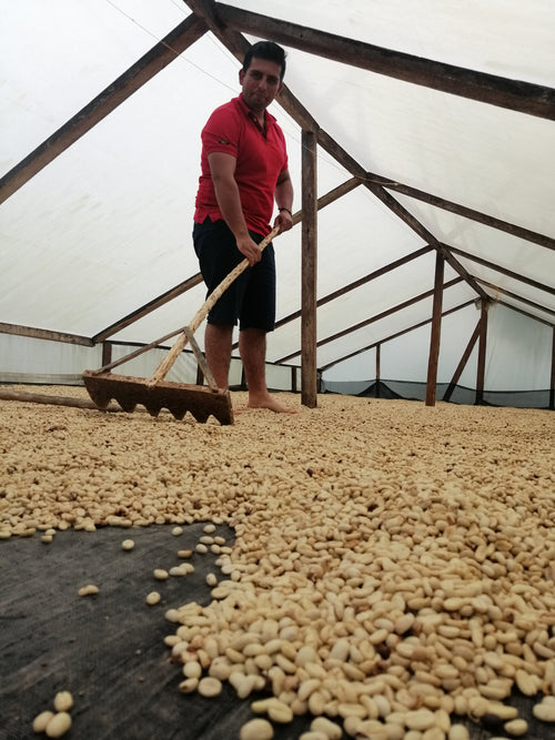 Colombia | La Virgen | Caturra / Castillo Washed (Ethyl Acetate) Decaf