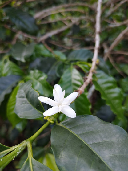 Colombia | El Diviso | Nestor Lasso | Aji Bourbon Tropical Fruit Forward Lush Natural | Signature Series