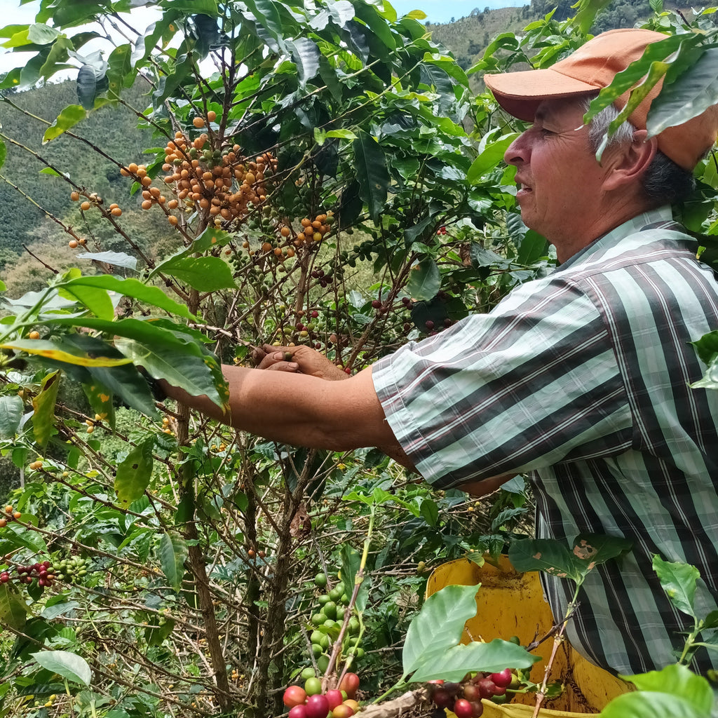 Colombia | La Virgen | Caturra / Castillo Washed (Ethyl Acetate) Decaf