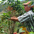 Colombia | La Virgen | Caturra / Castillo Washed (Ethyl Acetate) Decaf