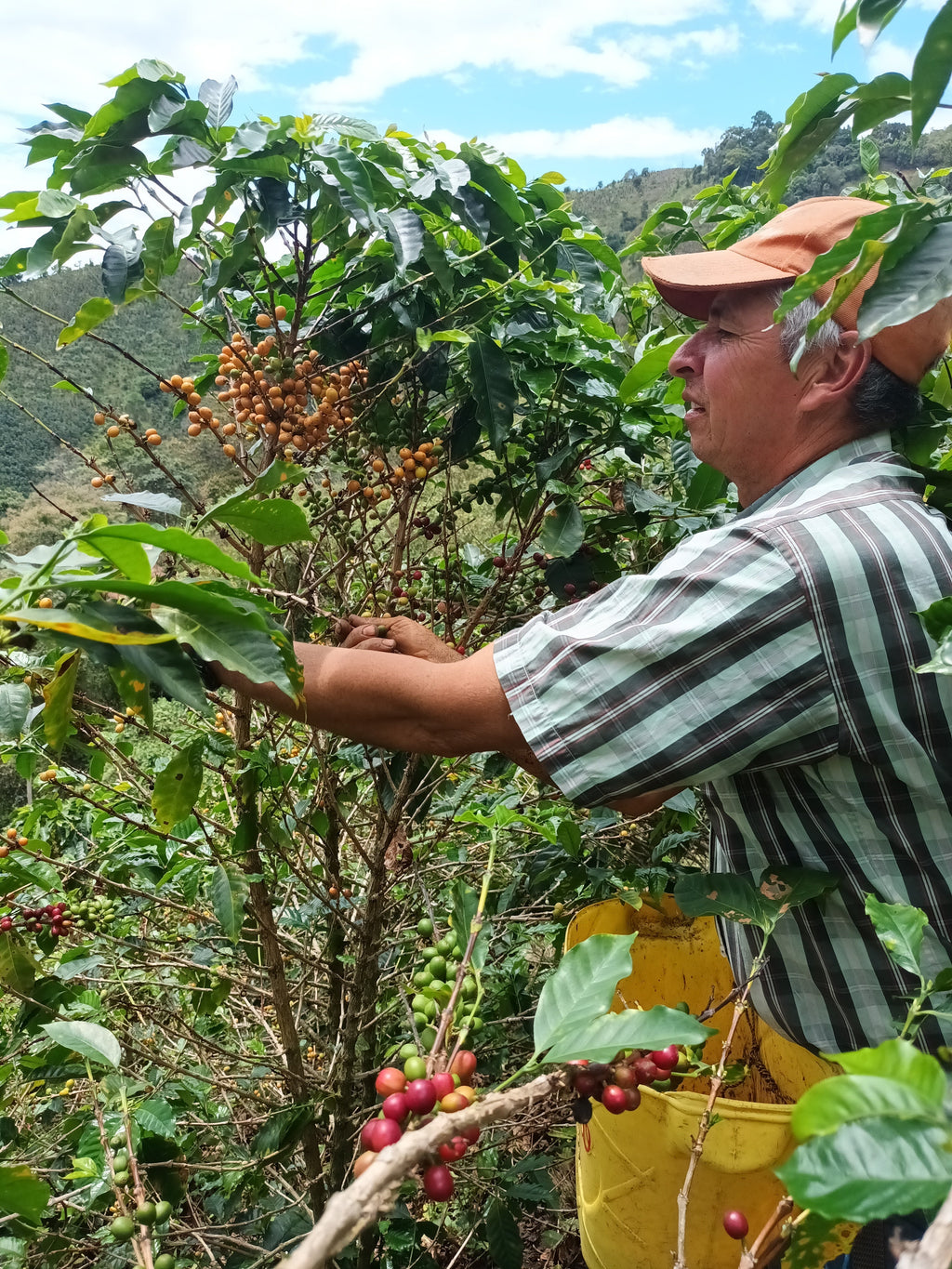 Colombia | La Virgen | Caturra / Castillo Washed (Natural Carbonic) Decaf