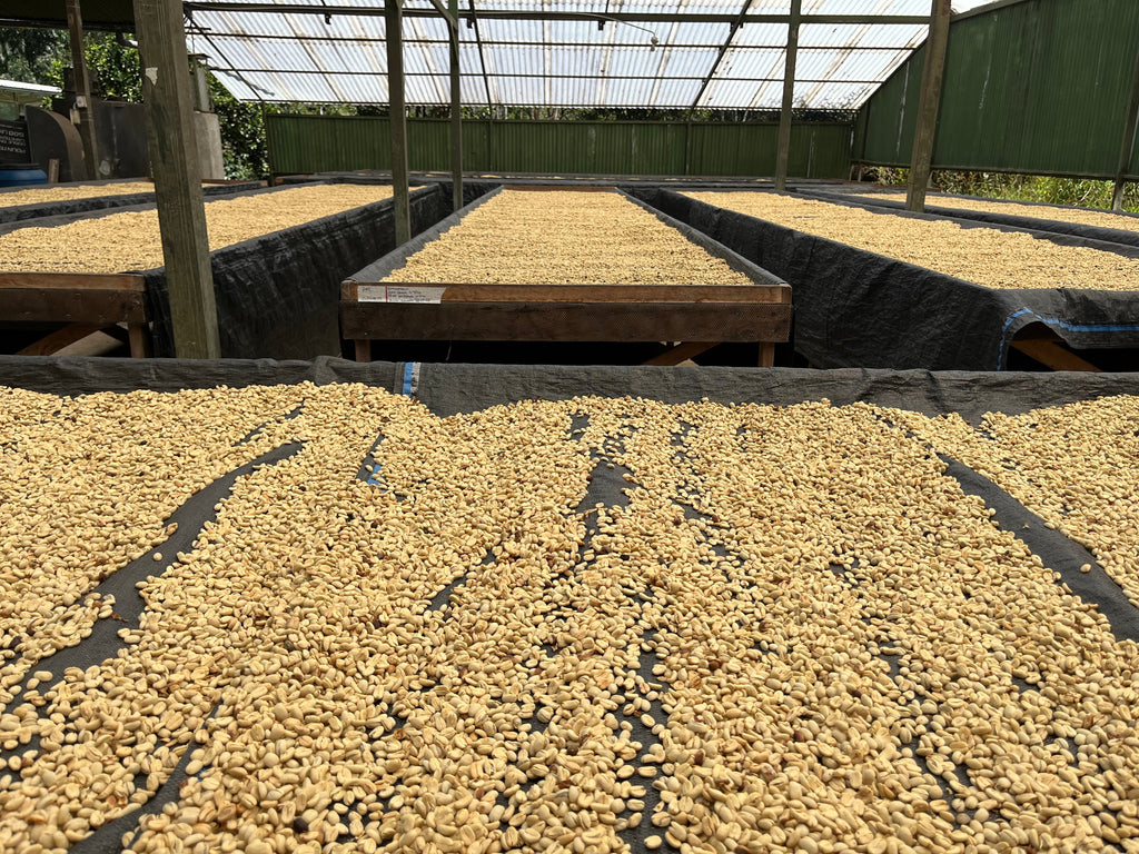 Peru | El Cacao | María Magdalena Yaxahuanca | Gesha Washed Organic